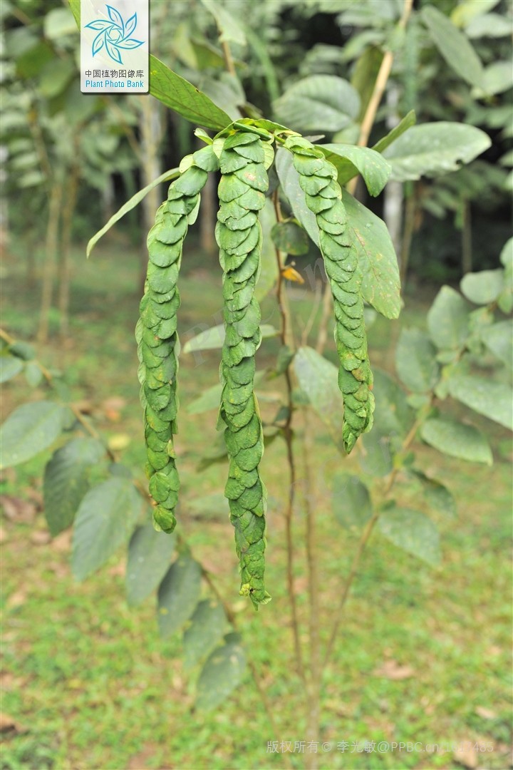 Chuỗi tiền
